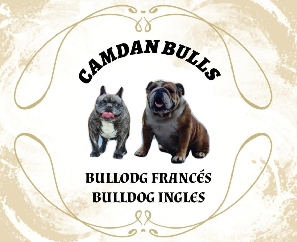 Camdan Bulls