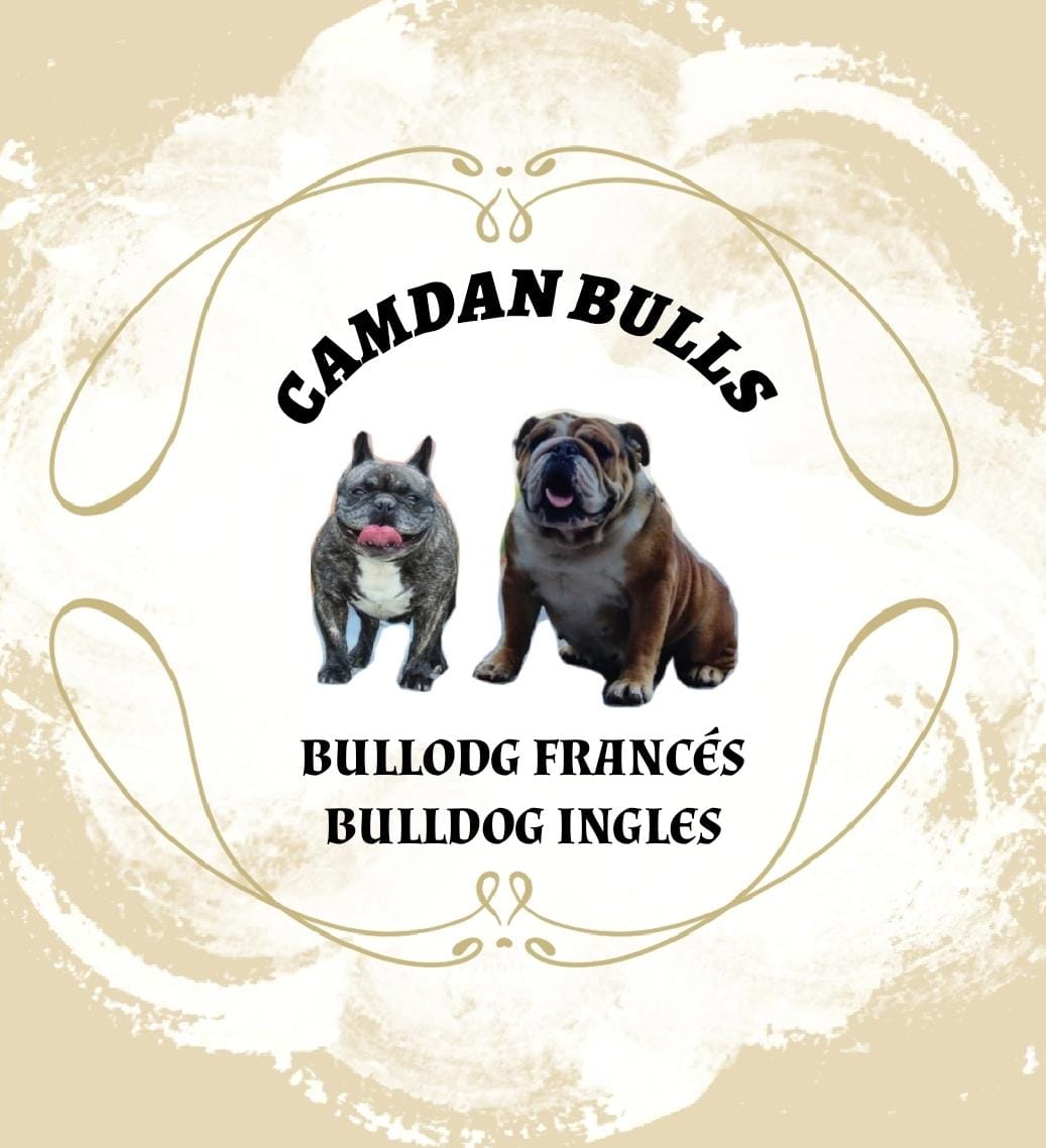 Camdan Bulls